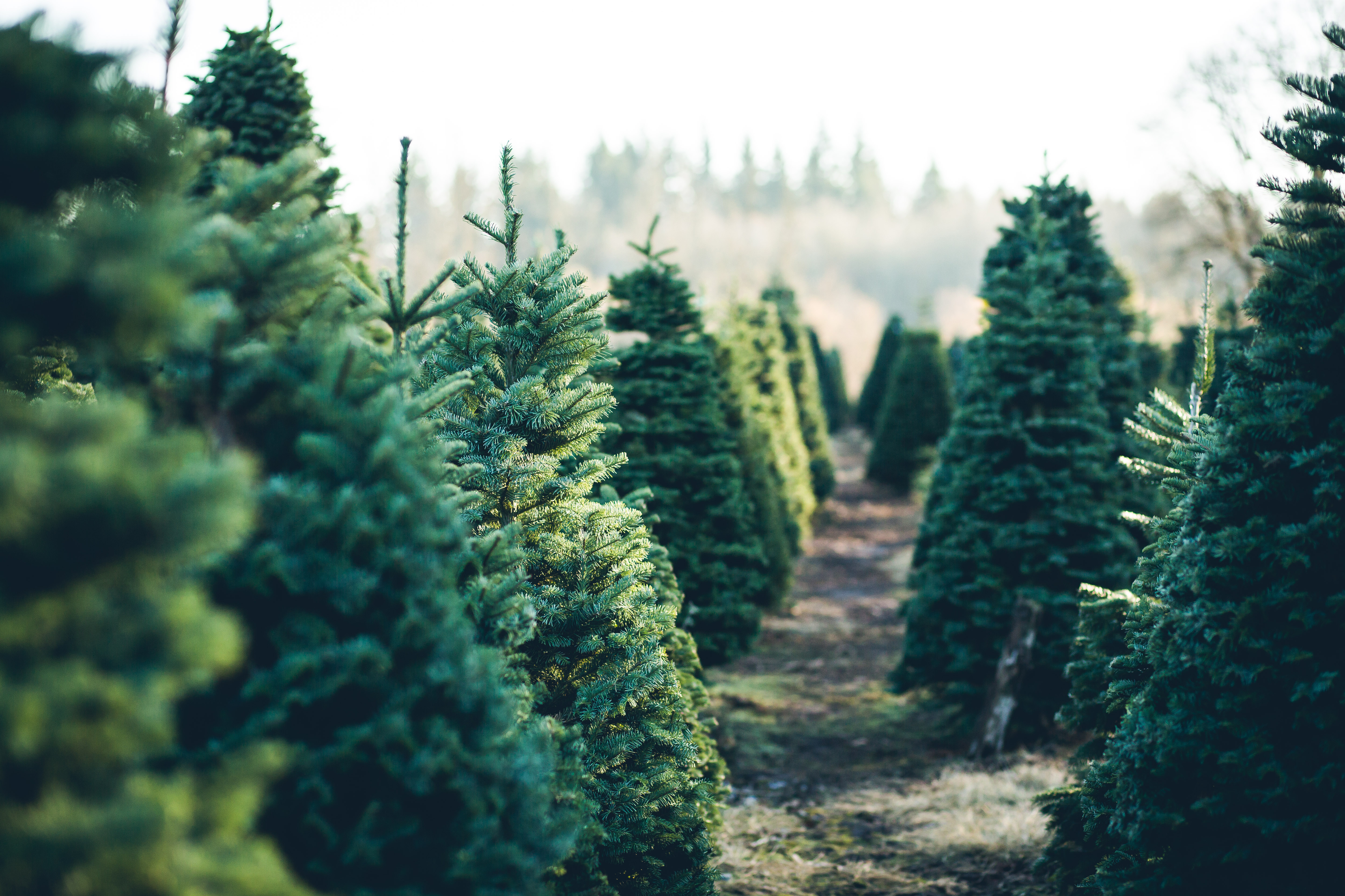 Despite drought, Christmas tree farms plan for upcoming season  